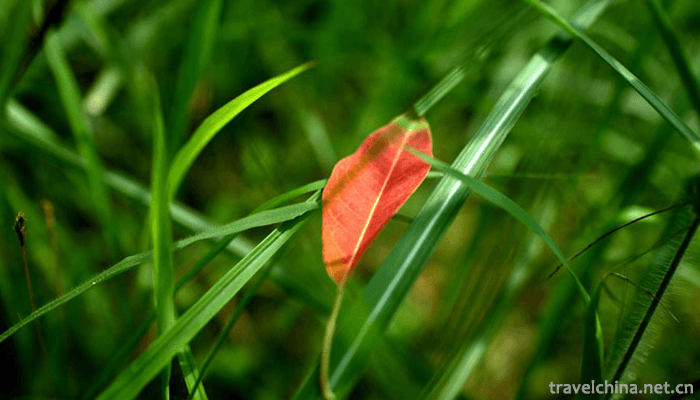 Tianzhu-Mountain-National-Forest-Park-8