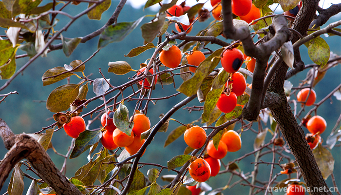 Tianzhu-Mountain-National-Forest-Park-16