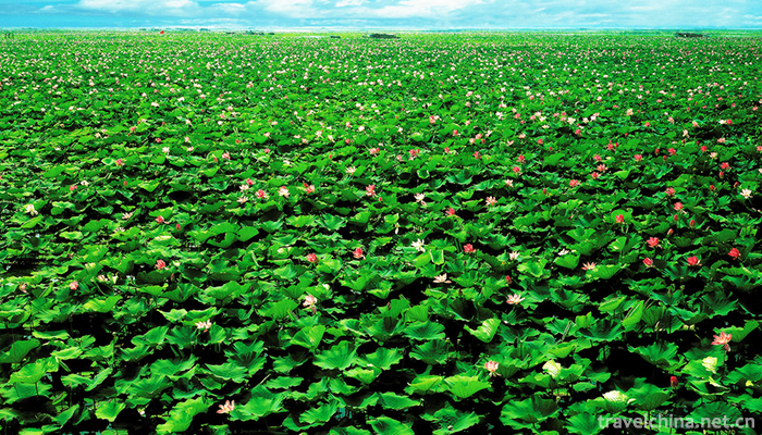 Weishan-Lake-National-Wetland-Park-2