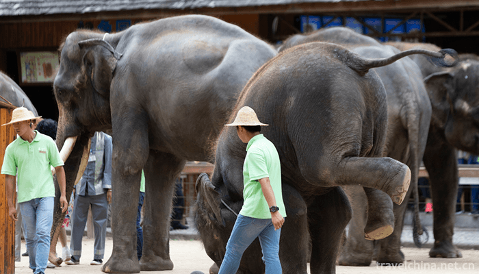 Wild-Elephant-Valley-in-Xishuangbanna-10