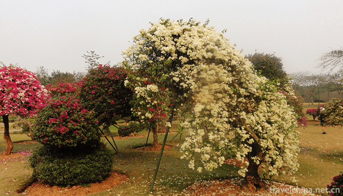 Xishuangbanna-Tropical-Flower-Garden-5