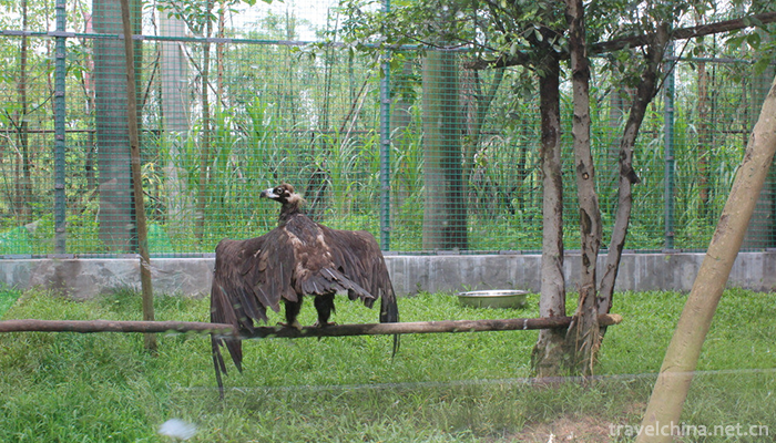 Xiangshi-Zoo-5