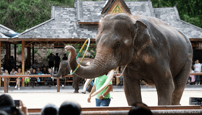 Wild-Elephant-Valley-in-Xishuangbanna-12
