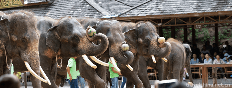 Wild Elephant Valley in Xishuangbanna 