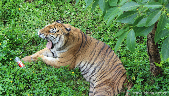 Xiangshi-Zoo-2
