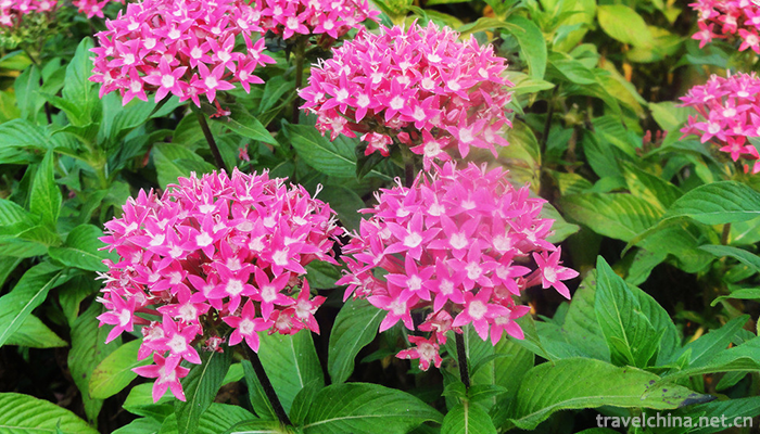 Xishuangbanna-Tropical-Flower-Garden-1