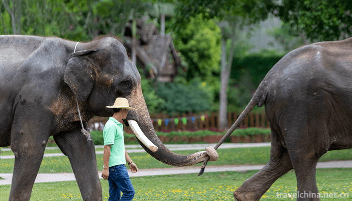 Wild-Elephant-Valley-in-Xishuangbanna-2