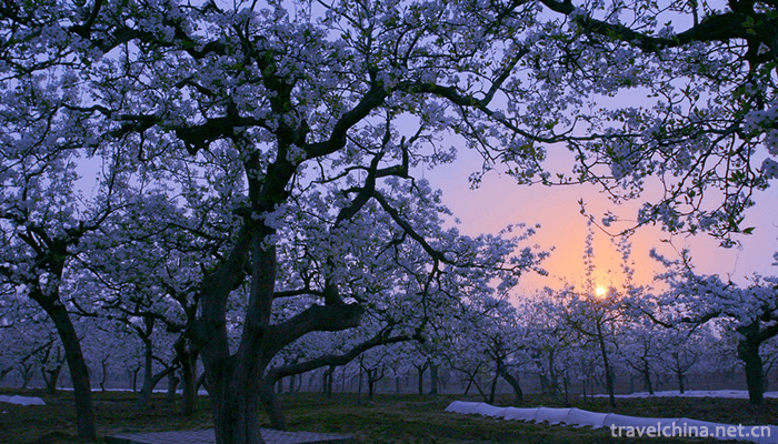 Xia-Jin-Old-Yellow-River-Forest-Park-1