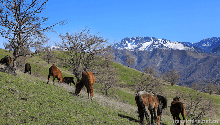 Xinjiang-Tianshan-6