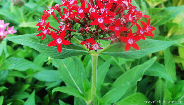 Xishuangbanna-Tropical-Flower-Garden-2