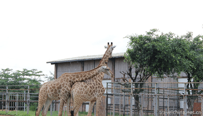 Xiangshi-Zoo-4