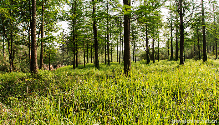 Xixi-Wetland-Tourist-Area-4