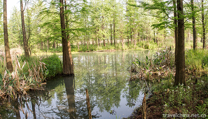 Xixi-Wetland-Tourist-Area-6
