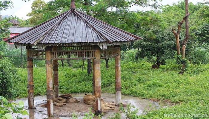 Xiangshi-Zoo-1