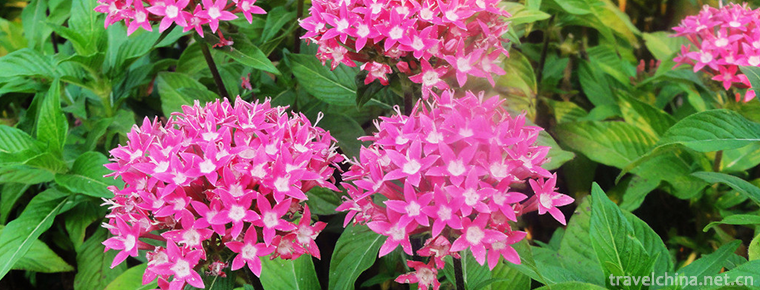 Xishuangbanna Tropical Flower Garden 