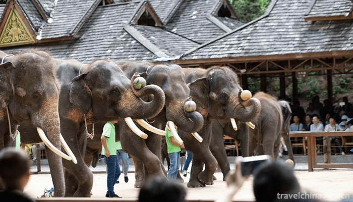 Wild-Elephant-Valley-in-Xishuangbanna-14