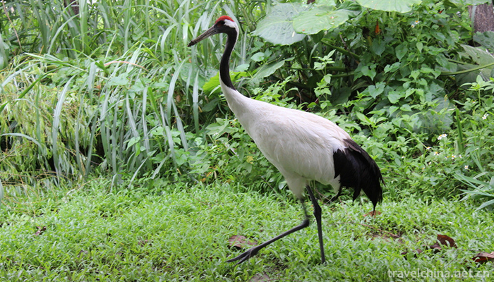 Xiangshi-Zoo-8