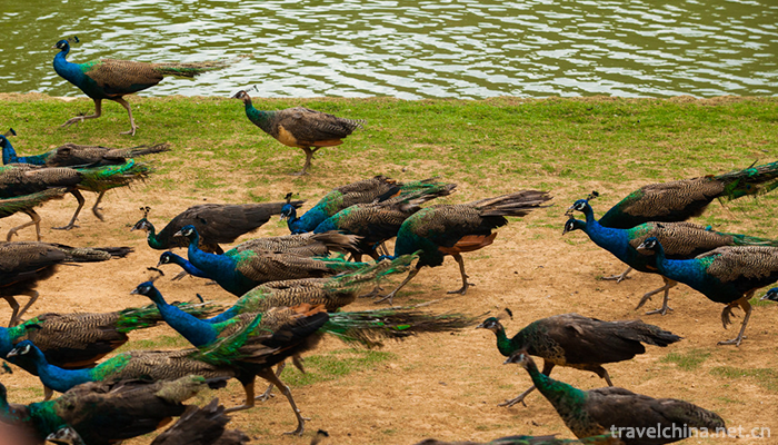 Xishuangbanna-Primitive-Forest-Park-13
