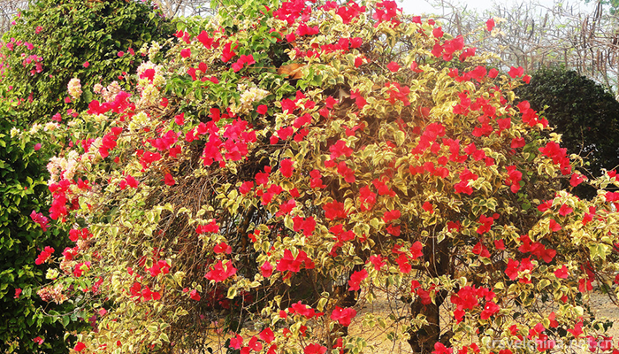 Xishuangbanna-Tropical-Flower-Garden-4