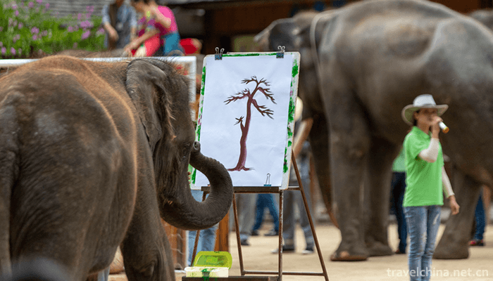 Wild-Elephant-Valley-in-Xishuangbanna-7