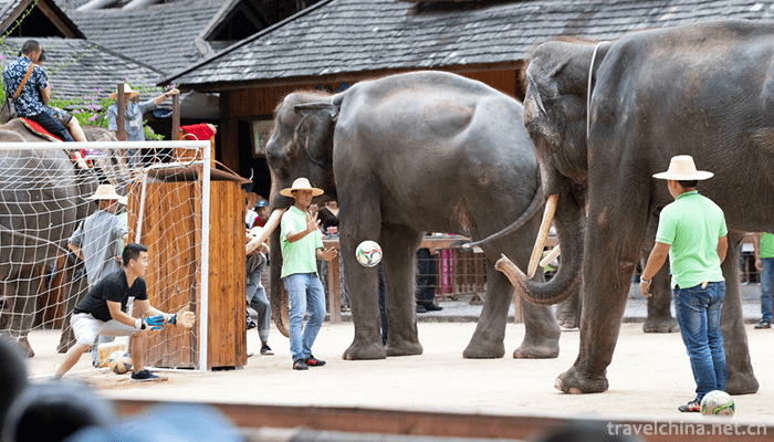 Wild-Elephant-Valley-in-Xishuangbanna-8