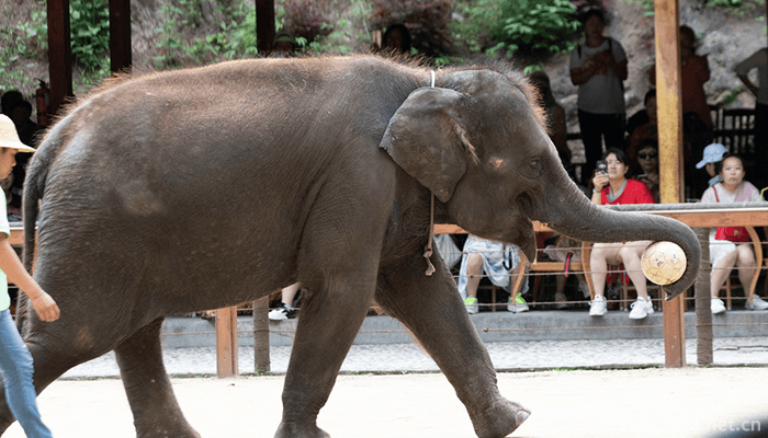 Wild-Elephant-Valley-in-Xishuangbanna-6