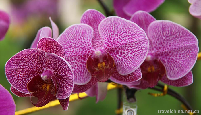 Yanling-National-Flower-and-Tree-Expo-Park-2