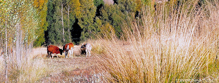 Yanzhi Mountain Forest Park 