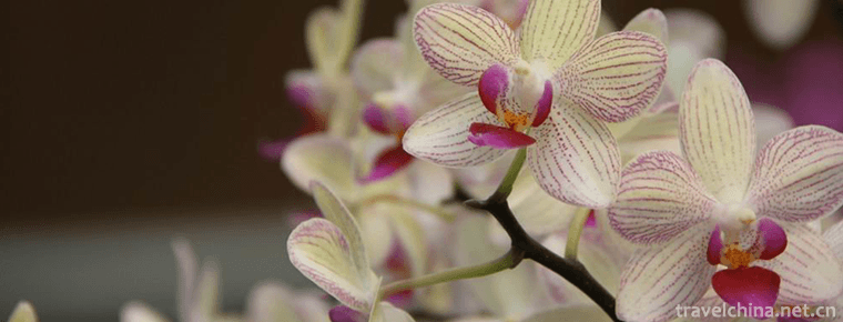 Yanling National Flower and Tree Expo Park 