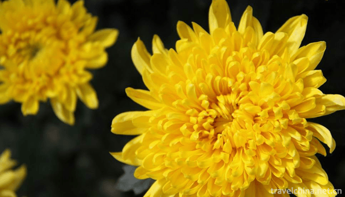 Yanling-National-Flower-and-Tree-Expo-Park-1