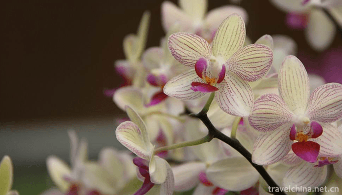 Yanling-National-Flower-and-Tree-Expo-Park-3