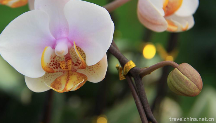 Yanling-National-Flower-and-Tree-Expo-Park-4