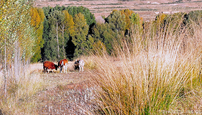 Yanzhi-Mountain-Forest-Park-3