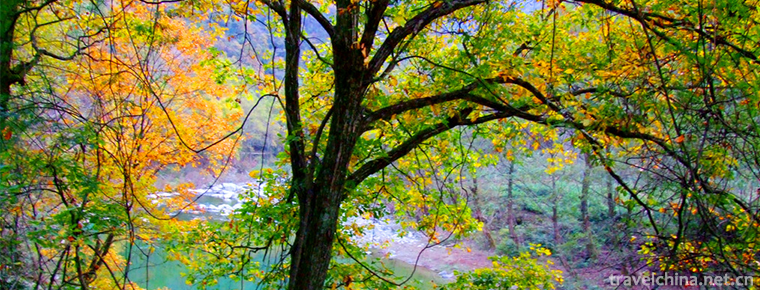 Yangba Subtropical Ecotourism Scenic Area 