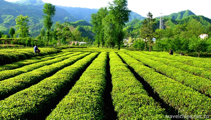 Yangba-Subtropical-Ecotourism-Scenic-Area-7