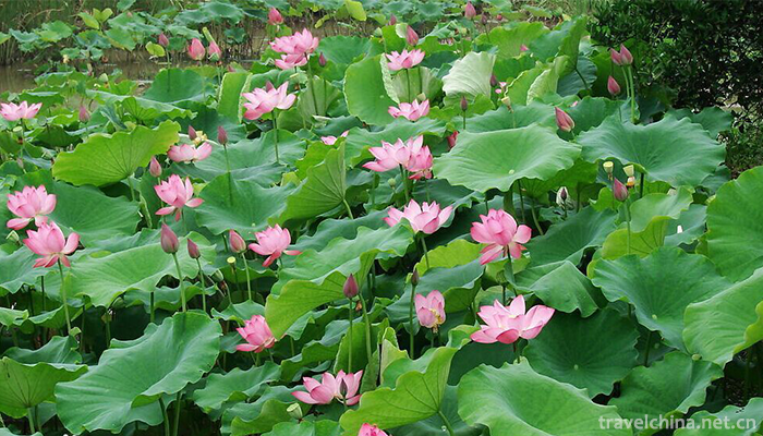 Yishui-Underground-Fluorescent-Lake-Scenic-Area-4