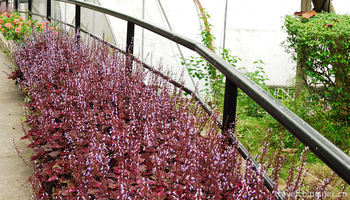 Yongji-Ecological-Park-1