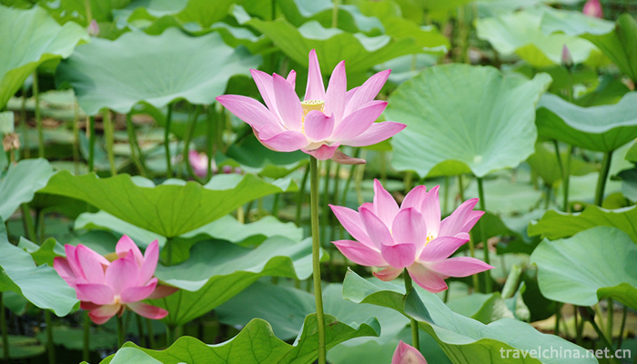 yuyuantan-park-1