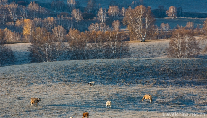 Zhangjiakou-Zhangbei-Grassland-1