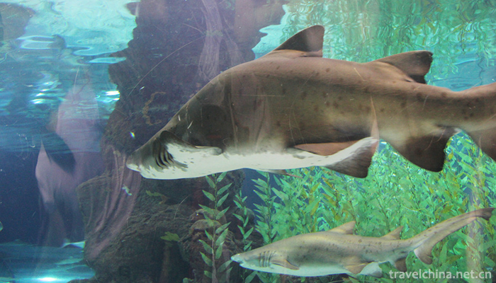 Shanghai-Changfeng-Ocean-World-1