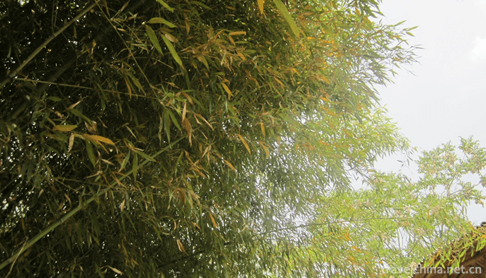 Zhuquan-Village-Tourist-Resort-7