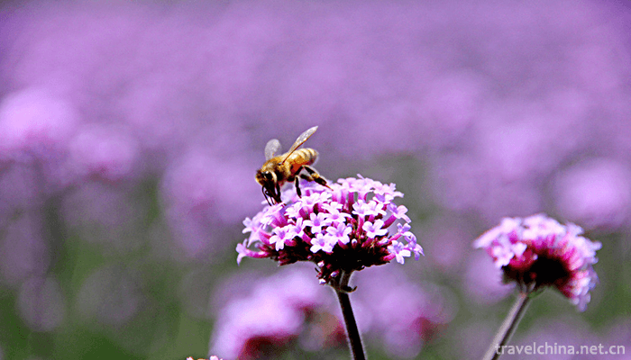 Ziyunhuashi-Lavender-Manor-9