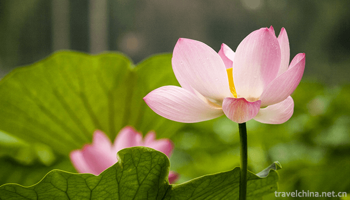 Zizhuyuan-Park-8