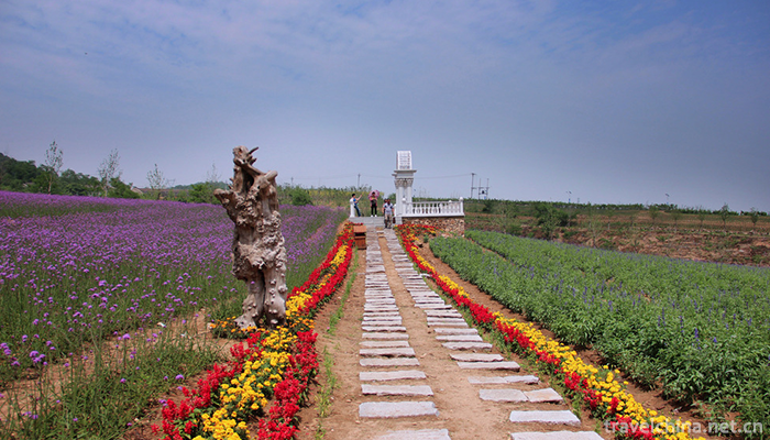 Ziyunhuashi-Lavender-Manor-11