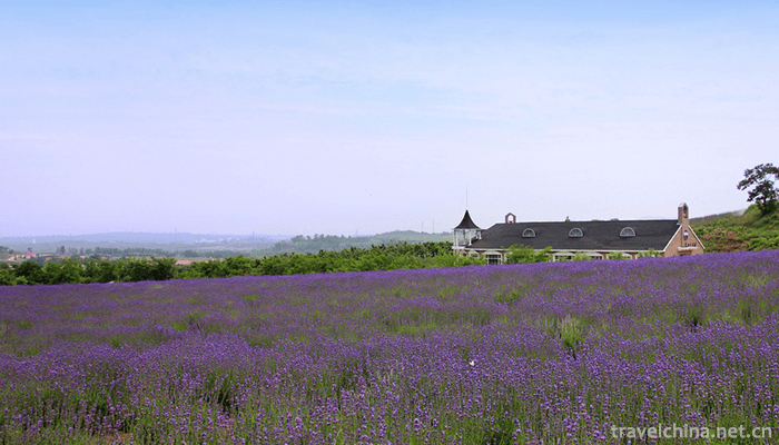 Ziyunhuashi-Lavender-Manor-7