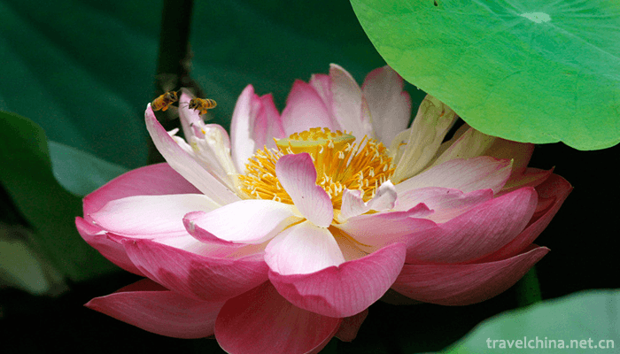Zizhuyuan-Park-7