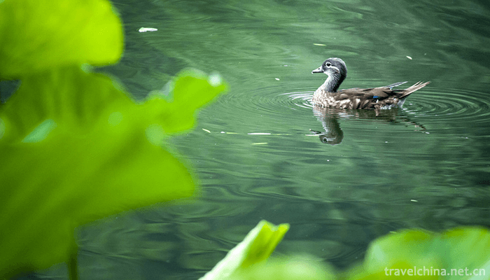 Zizhuyuan-Park-9