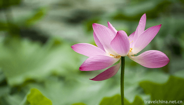 Zizhuyuan-Park-10