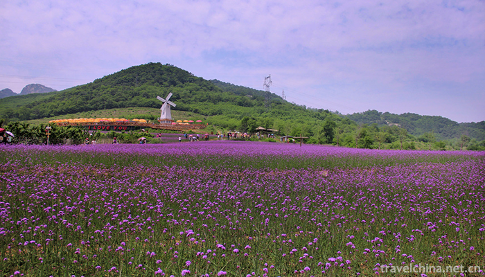 Ziyunhuashi-Lavender-Manor-1