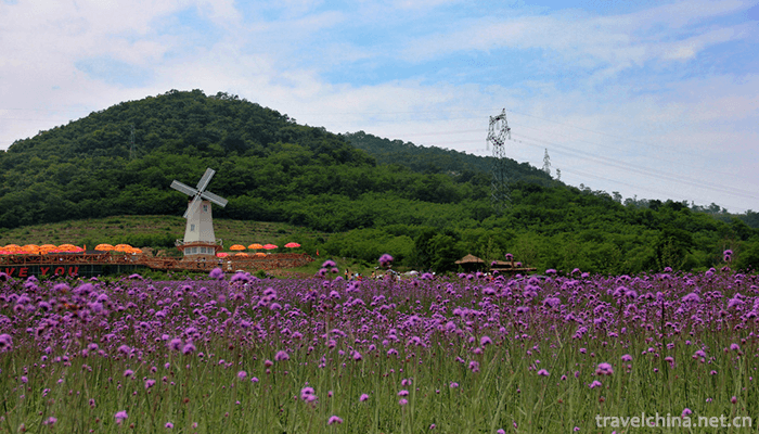 Ziyunhuashi-Lavender-Manor-6
